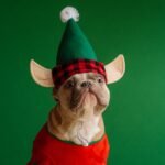 brown pug wearing santa hat